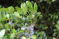 Memecylon flavescens